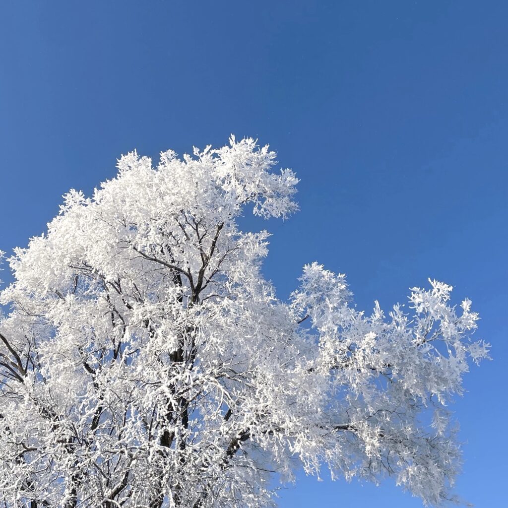 Un arbre aux branches gelées en décembre, sous un ciel bleu.
